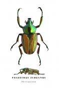 phaedimus zebuanus